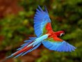/album/arara/arara-4-jpg/